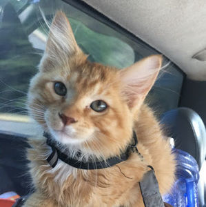 Meet your Posher, Janelle